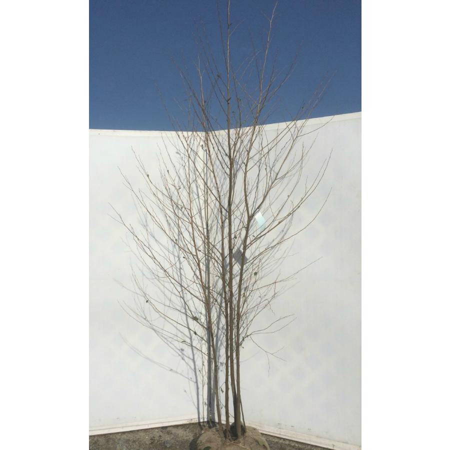 エゴの木 株立ち 約1.7m エゴノキ 美樹形株 特大株 植木 苗木 規格販売