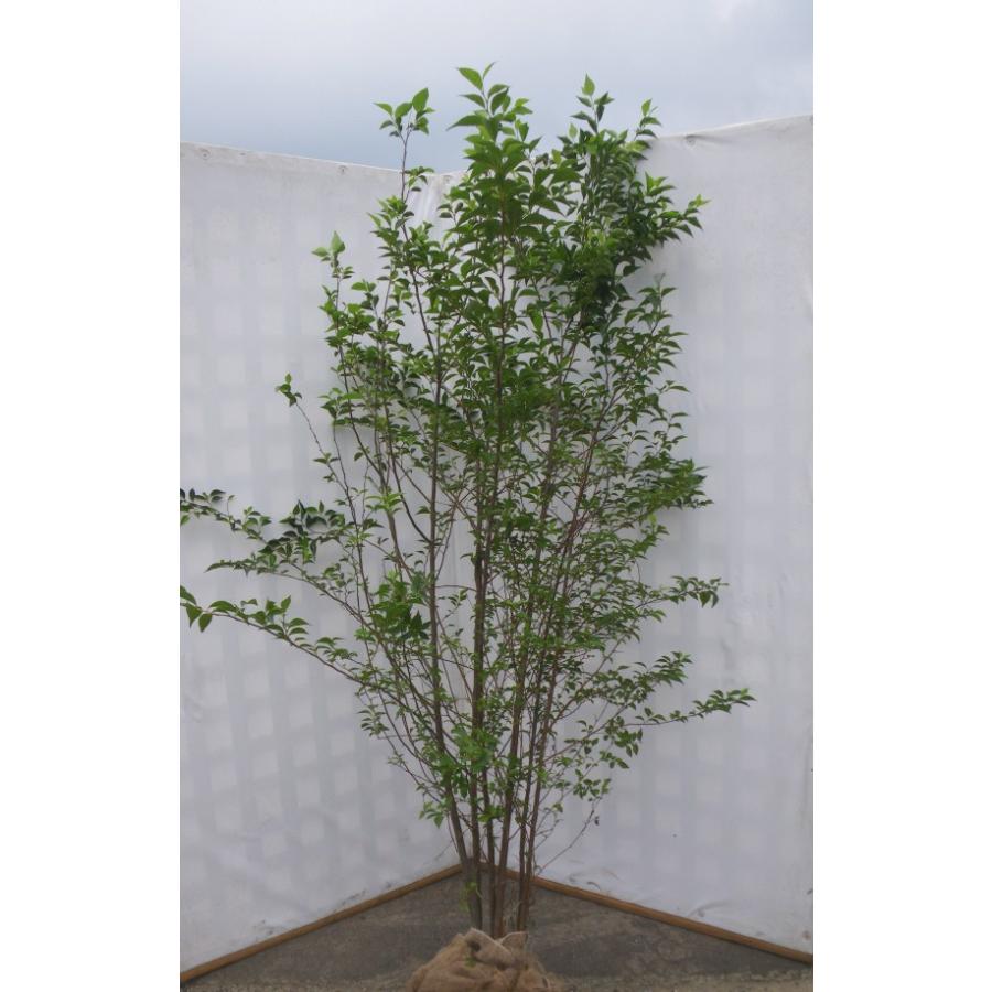 エゴの木 株立ち 約2.2m エゴノキ 美樹形株 特大植木苗木 規格販売