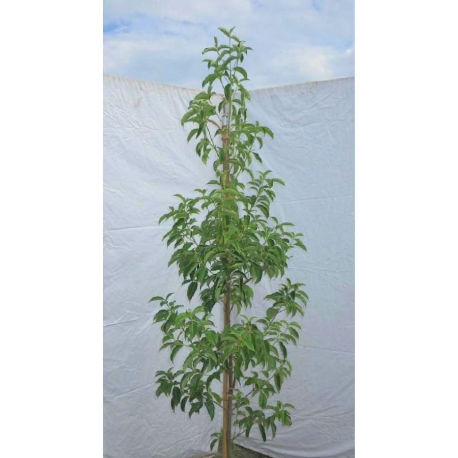 常緑ヤマボウシ 月光 約1.7m 大株苗木 お買得なおまかせ株 ホンコン