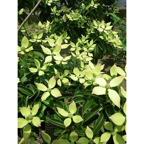 常緑ヤマボウシ 月光 約2m 1本株 大株苗木 お買得なおまかせ株