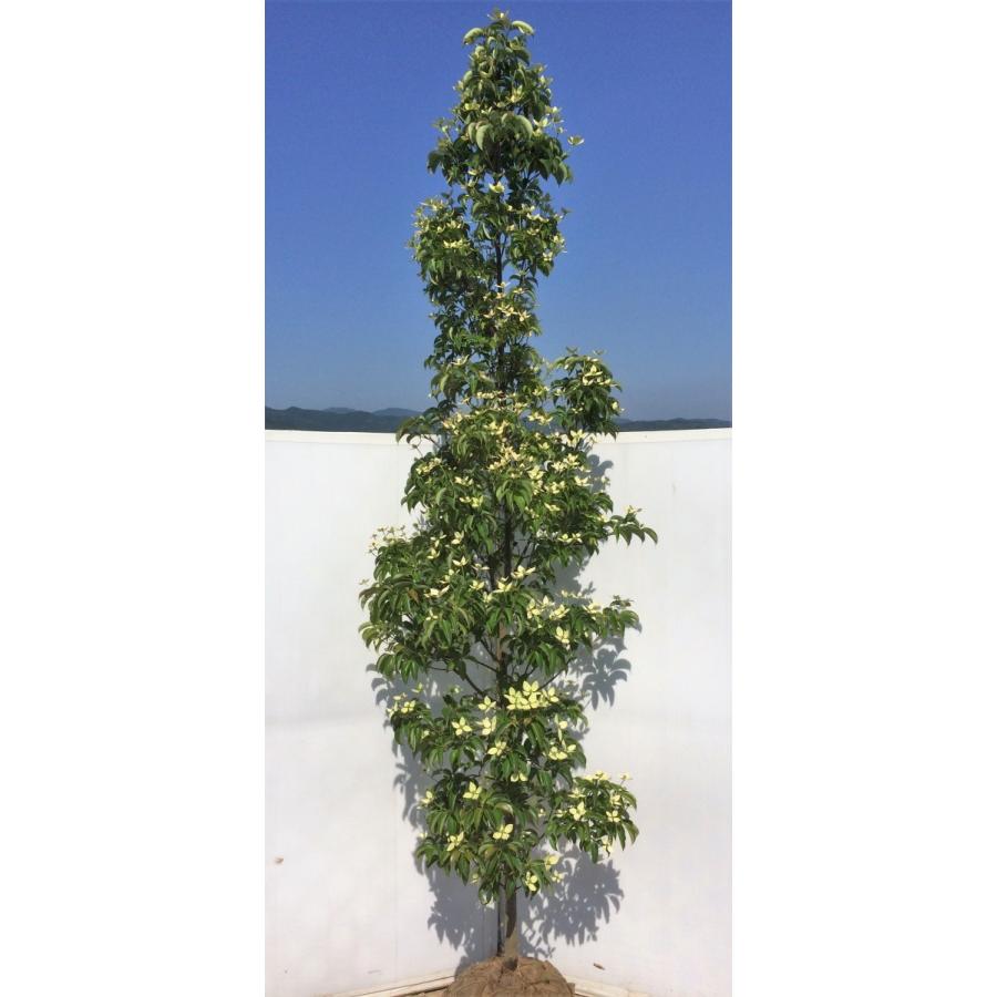 常緑ヤマボウシ 月光 約2.7m 1本株 超特大株 お買得なおまかせ株