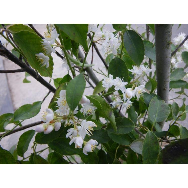 ハイノキ 株立ち 約2m 特大株 植木苗木 灰の木 規格販売 お買い得な