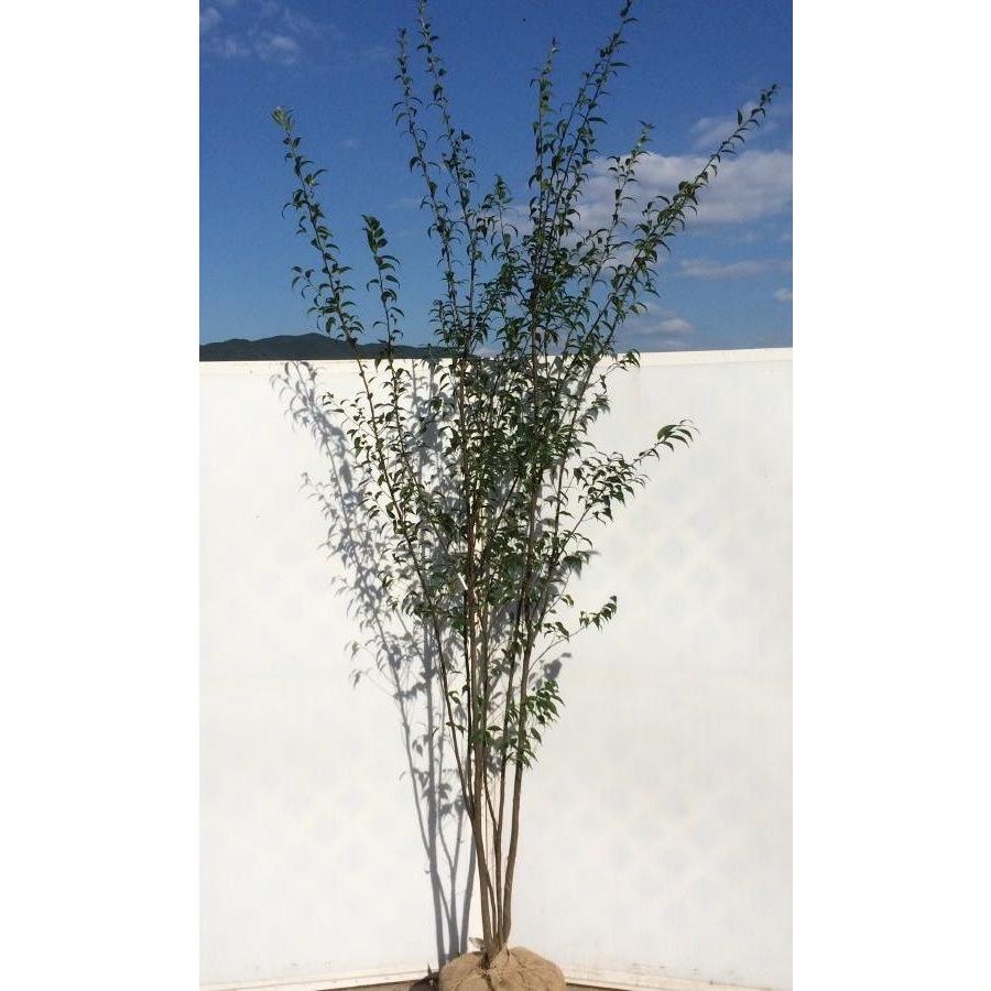 ハイノキ 株立ち 約2.5m 特大株 超植木苗木 灰の木 規格販売 お買い得