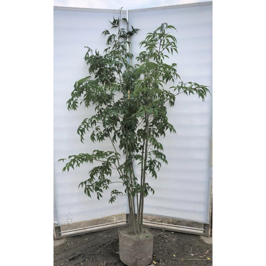 アオダモ 株立ち 約1.7m 特大株 規格販売 大苗 植木 苗木 マルバ