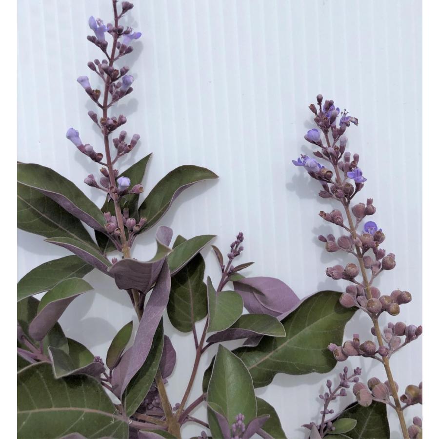 西洋ニンジンボク プルプレア 約1.5m 特大株 植木苗木 ミツバハマゴウ