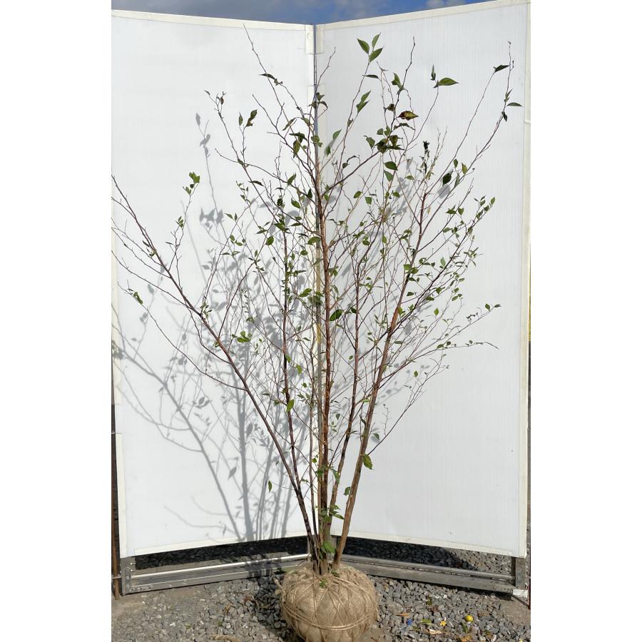 エゴの木 7本株立ち 約1.8m 現品発送 豪華株 特大株 植木苗木大苗