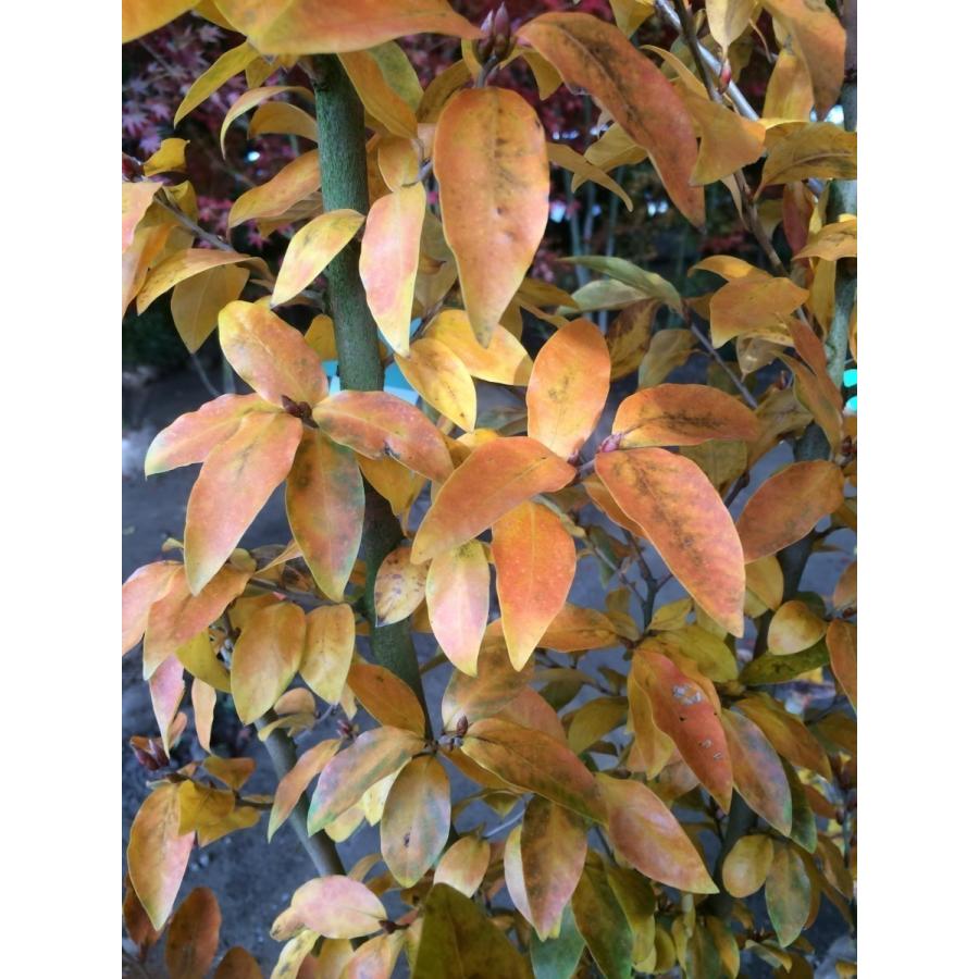 ヤマコウバシ 約2.2m 超特大株 大苗植木苗木 規格販売 お買い得な