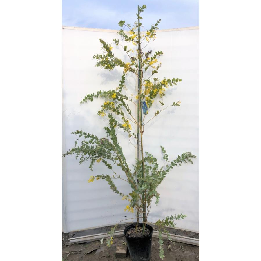パールアカシア イエロースパーク 約2m 規格販売品 特大株 大苗 植木