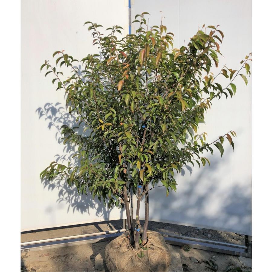 常緑エゴノキ 株立ち 約1.3m 現品発送 トキワエゴ 常緑樹 : 大福樹苗園