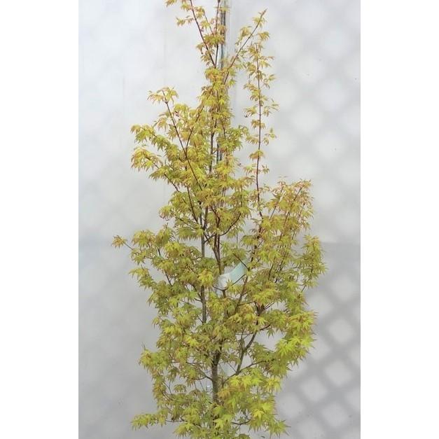 桂モミジ カツラモミジ 約2.1m 現品発送 大株植木苗木 桂紅葉