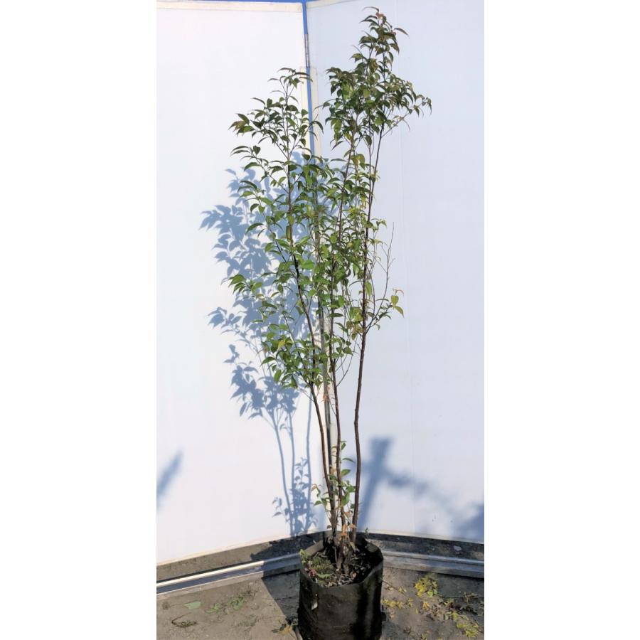 常緑エゴノキ 株立ち 約1.8m 現品発送 特大株 植木 苗木 トキワエゴ