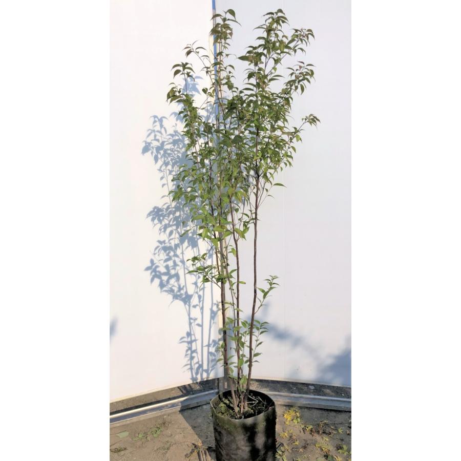 常緑エゴノキ 株立ち 約1.7m 現品発送 特大株 植木 苗木 トキワエゴ