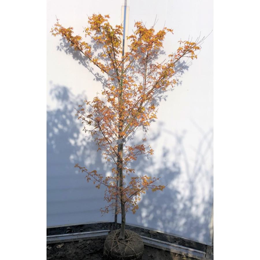 桂モミジ カツラモミジ 約1.7m 現品発送 大株植木苗木 桂紅葉