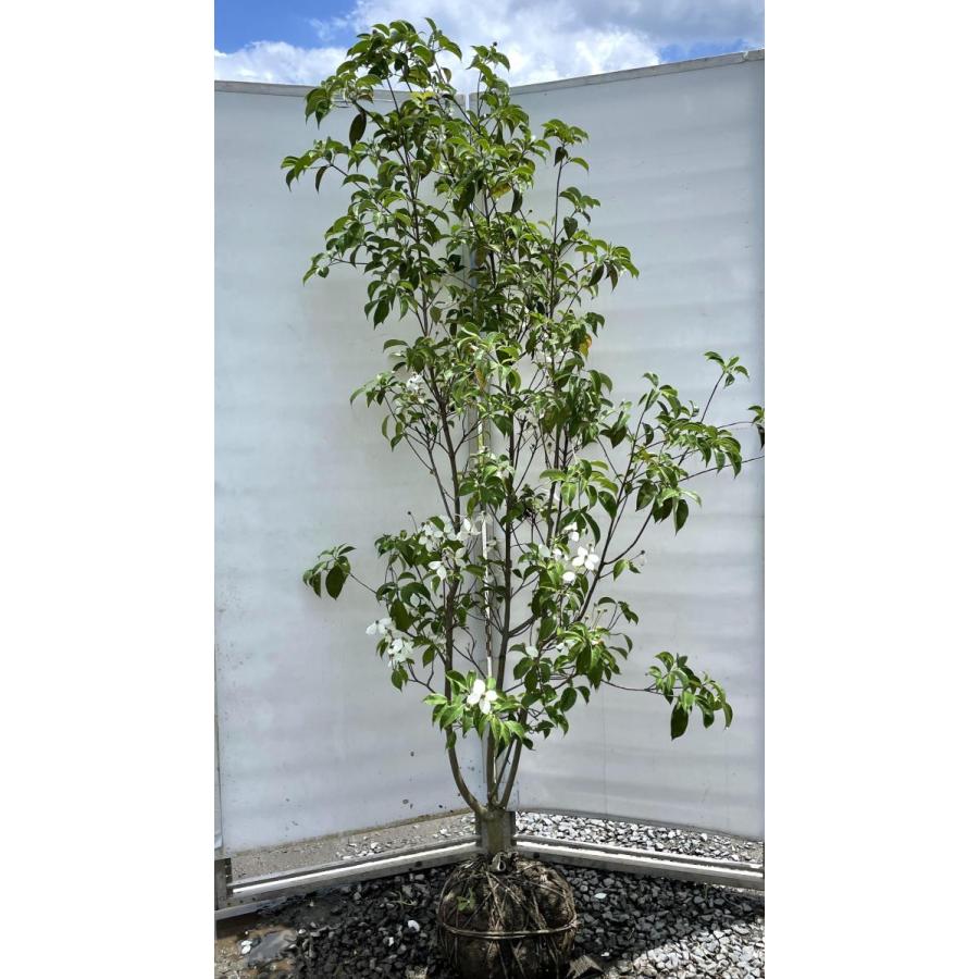 常緑ヤマボウシ 月光 株立ち 約2m 現品発送 特大植木苗木 ホンコン