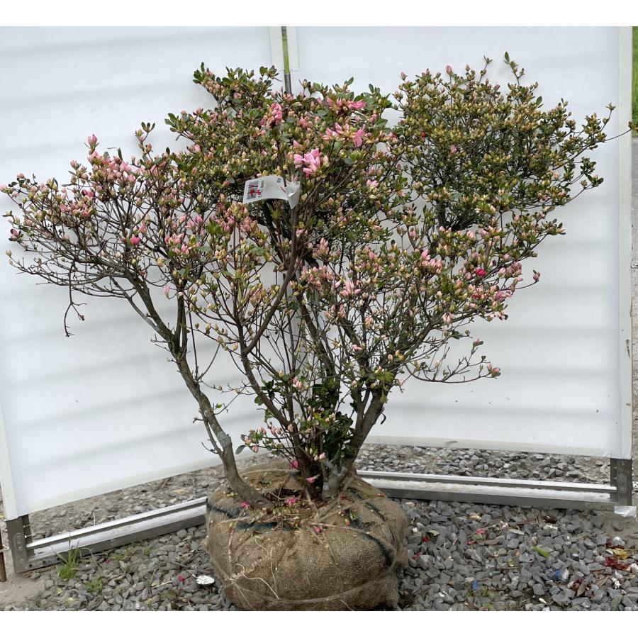 久留米ツツジ 常夏 株立ち 約1m 現品発送 特大株 植木苗木大苗 絞り