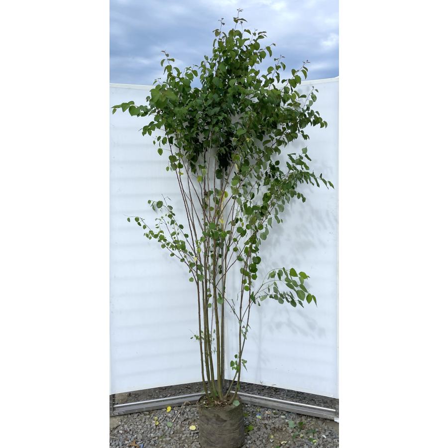 桂 カツラの木 8本株立ち 約2.5m 現品発送 豪華株 特大株 大苗 植木