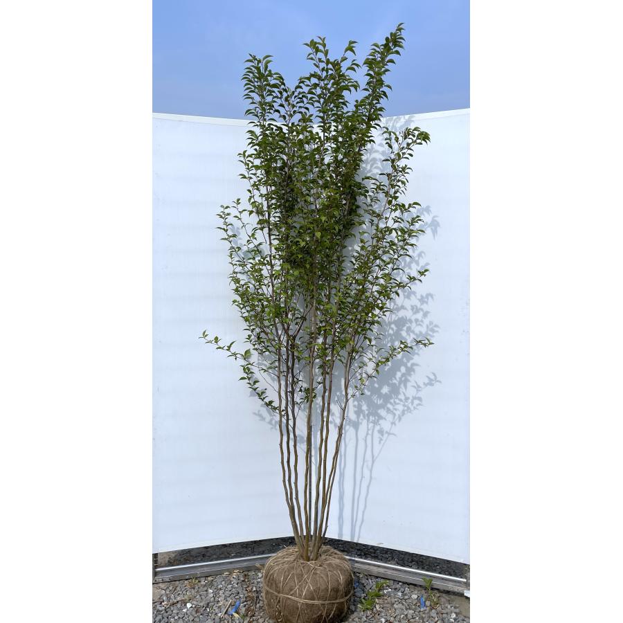 ヒメシャラ 8本株立ち 約2.1m 現品発送 美樹形株 シャラノキ 夏