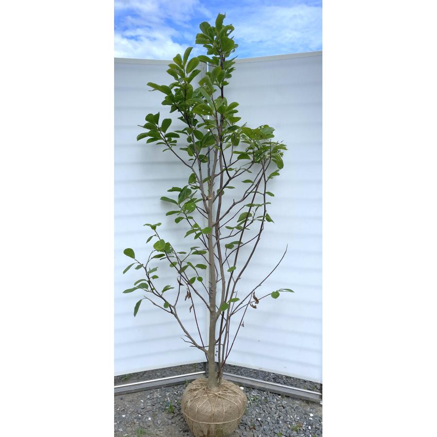 白モクレン 約2m 現品発送 特大株 植木 苗木 大苗 白木蓮