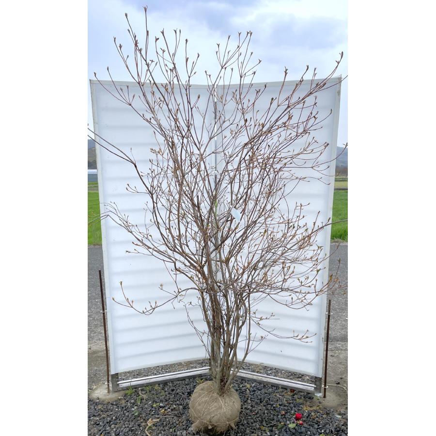 小町ミツバツツジ 株立ち 約2.1m 現品発送 豪華株 超特大株 苗木苗木