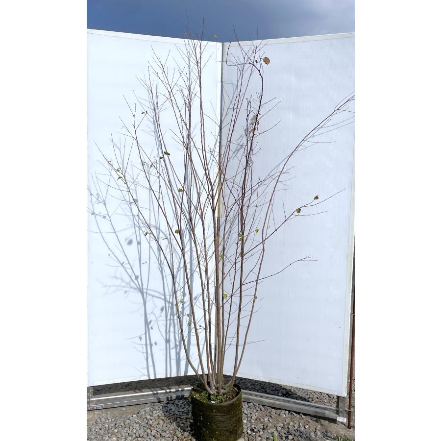 桂 カツラの木 9本株立ち 約2.1m 現品発送 豪華株 特大株 大苗 植木