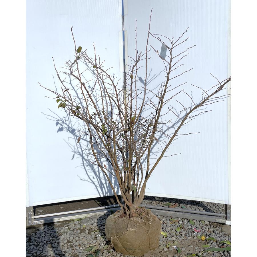 夏ハゼ 10本株立ち 約1.3m 現品発送 豪華株 特大苗木 植木 大苗