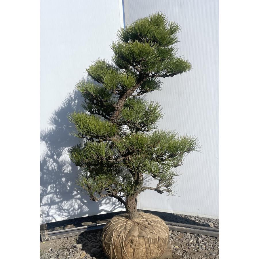 黒松 約1.5m 超特大株 現品発送 一点物 段仕立て 植木 苗木 大苗 段