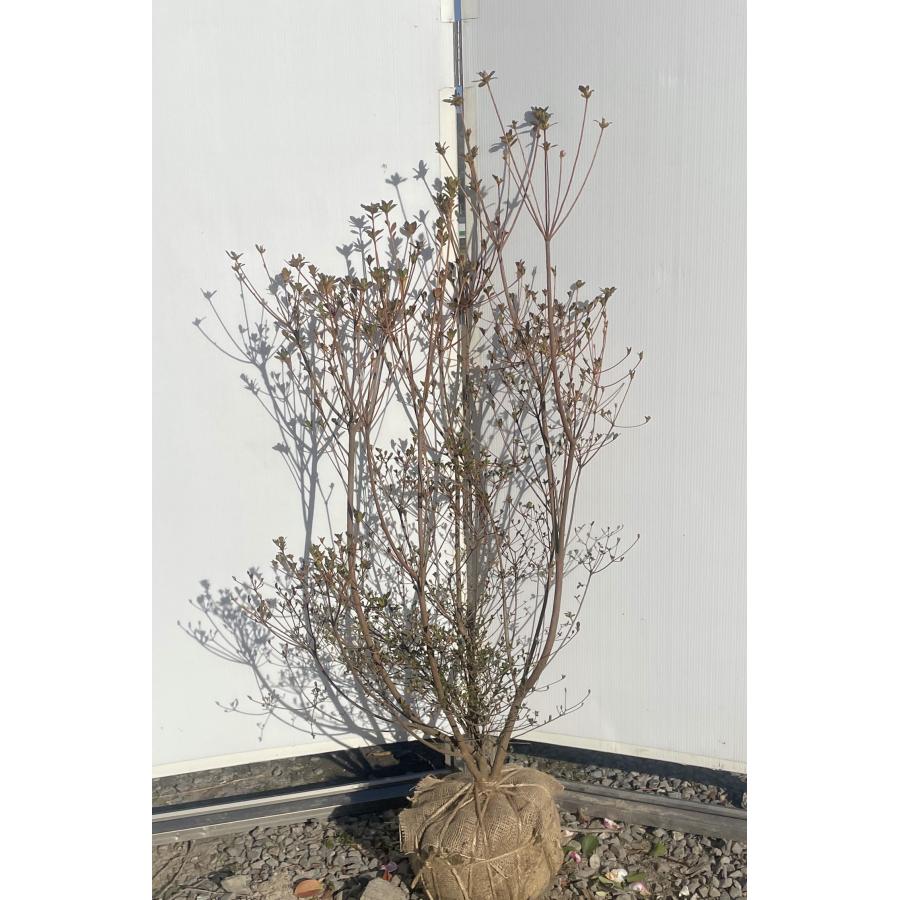 山ツツジ 株立ち 約1.4m 現品発送 美樹形株 特大株 大苗植木苗木