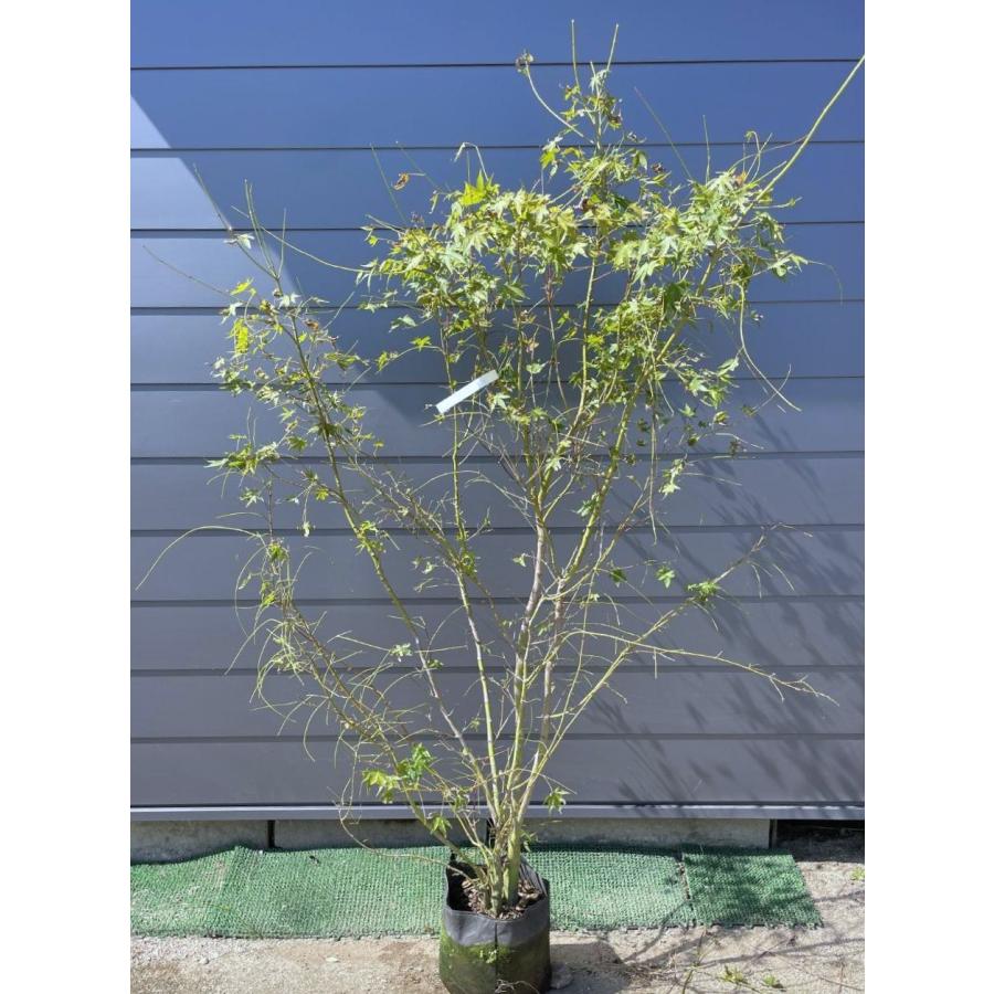 イロハモミジ 株立ち 約2.1m 現品発送 豪華株 一点物 特大株 植木苗木
