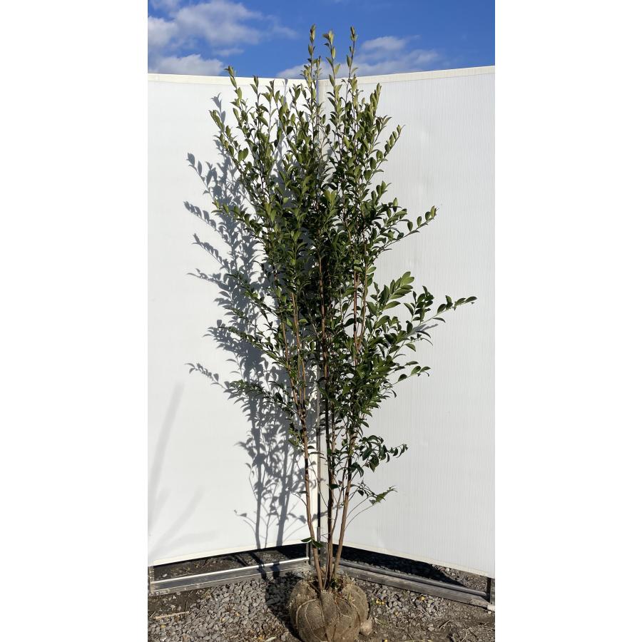 姫榊 ヒサカキ 株立ち 約2m 現品販売 特大株 植木 苗木 大苗 榊の木