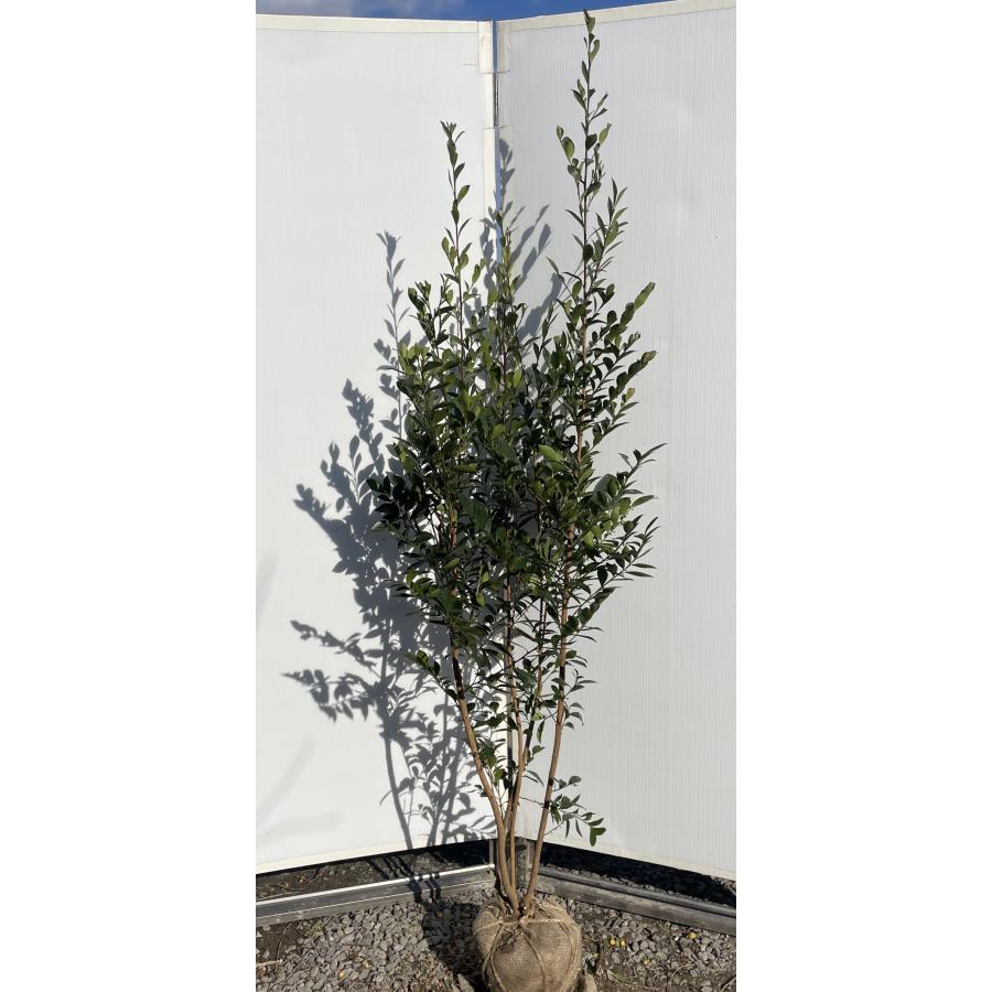 姫榊 ヒサカキ 株立ち 約1.9m 現品販売 特大株 植木 苗木 大苗 榊の木