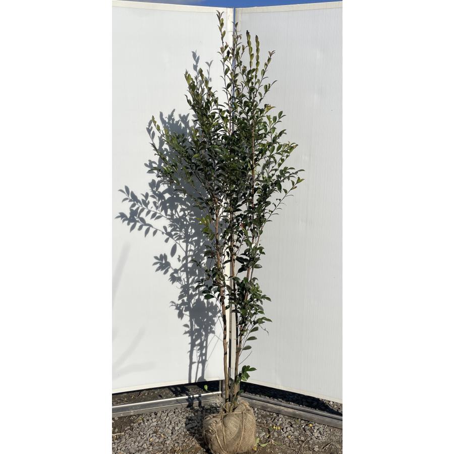 姫榊 ヒサカキ 株立ち 約1.9m 現品販売 特大株 植木 苗木 大苗 榊の木