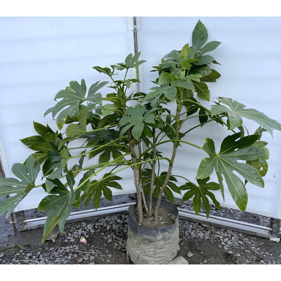 八つ手 ヤツデ 株立ち 約80cm 現品発送 特大苗木 大苗 八手 八角金盤