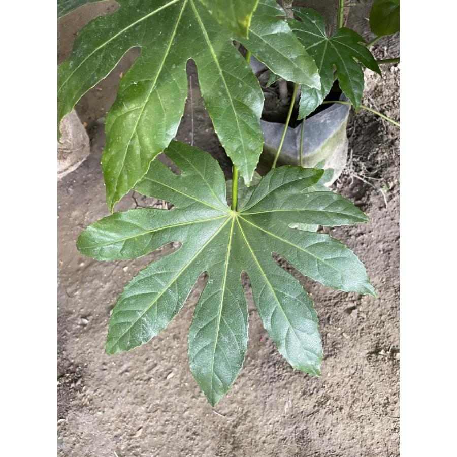 八つ手 ヤツデ 株立ち 約80cm 現品発送 特大苗木 大苗 八手 八角金盤