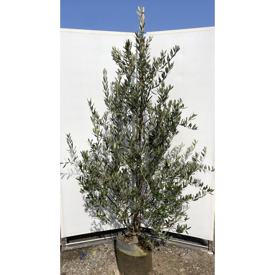 オリーブの木 レッチーノ 約2m 現品発送 特大株 植木苗木大苗 鉢植え