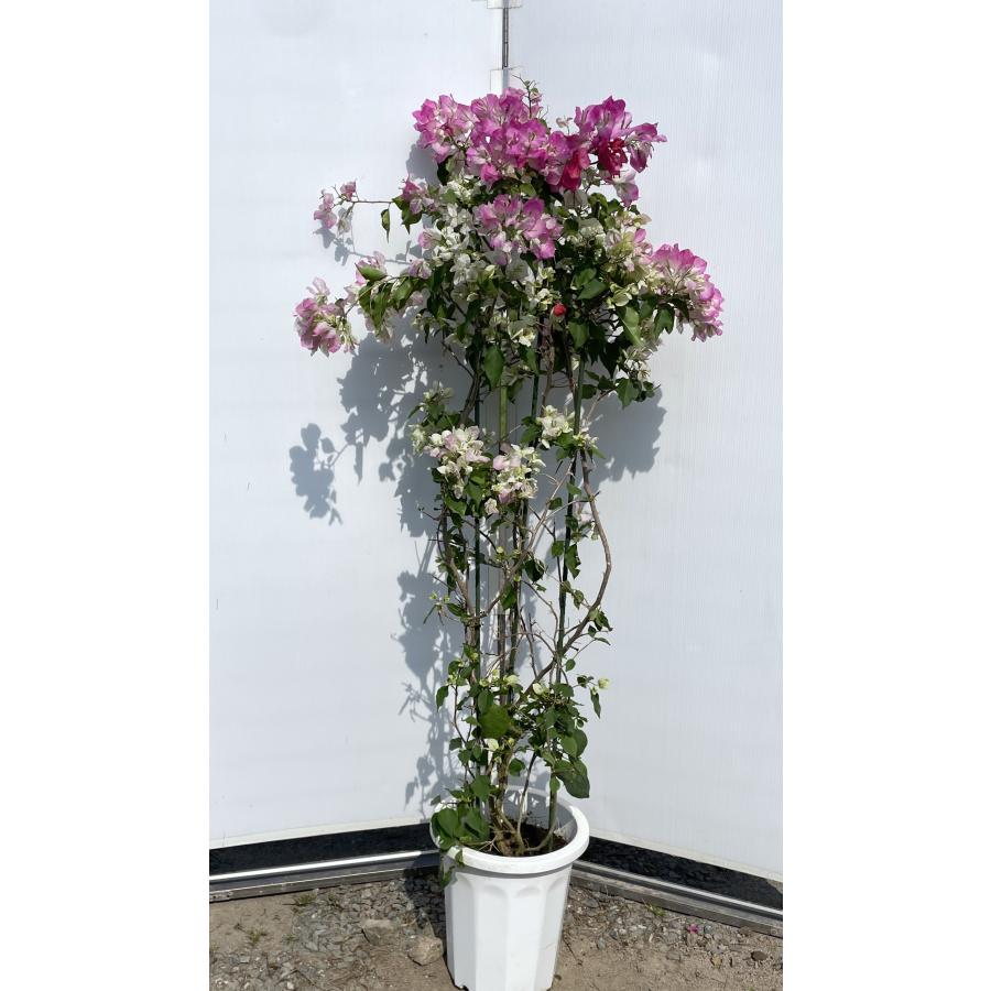 鉢植えブーゲンビレア ピンク 約1.7m 現品発送 特大株 植木苗木大苗