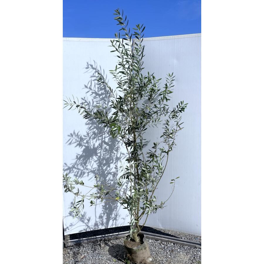 オリーブの木 シプレッシーノ 約2.1m 現品発送 特大植木苗木