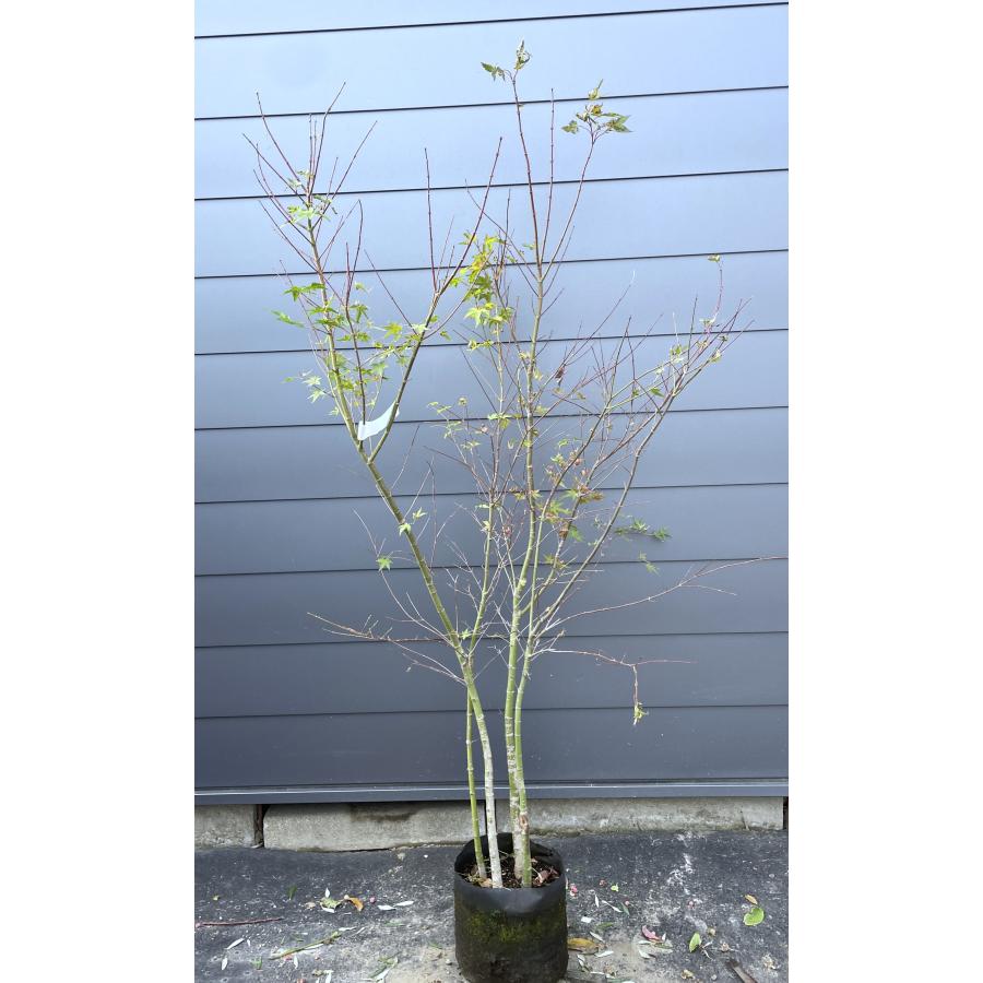 山モミジ 4本株立ち 約1.9m 現品発送 美樹形株 特大苗木 植木 大苗