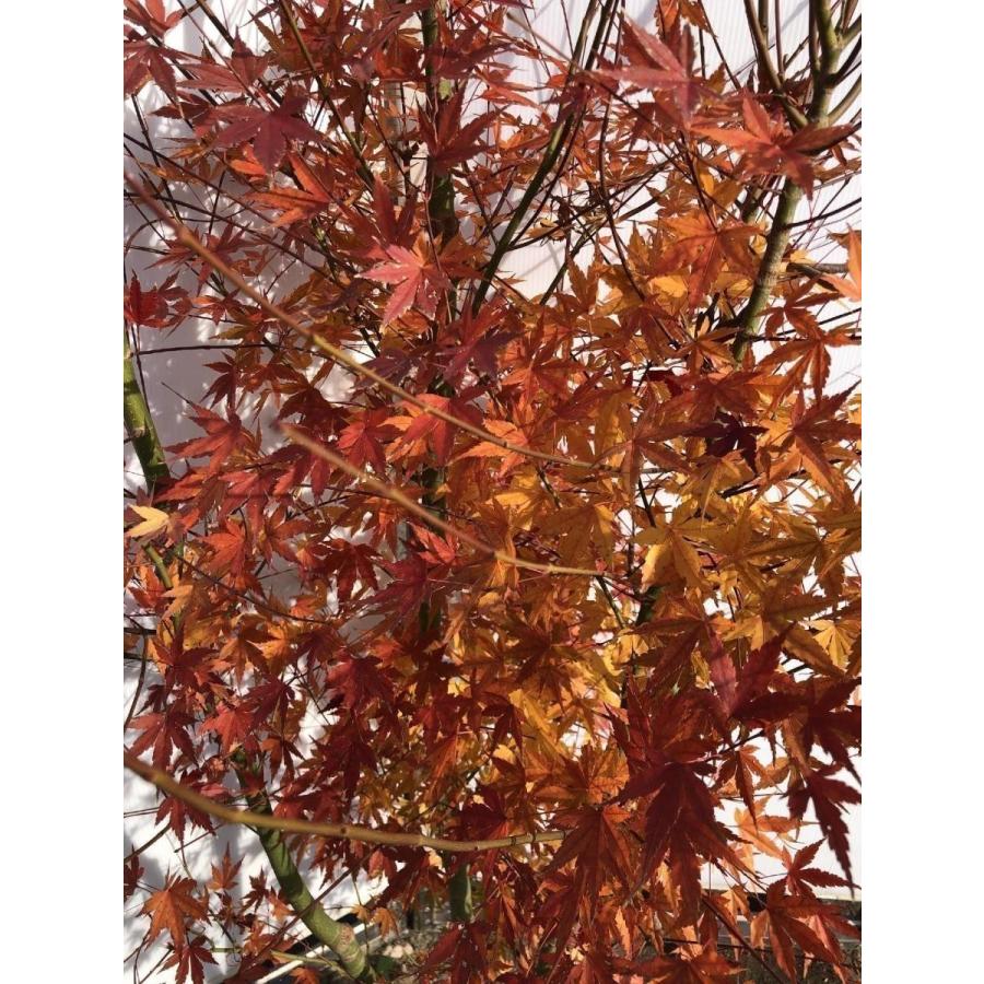 山モミジ 7本株立ち 約2.4m 現品発送 一点物 豪華株 超特大株 植木