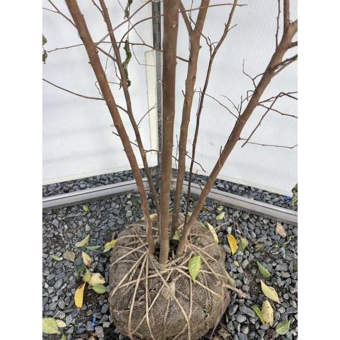 エゴの木 5本株立ち 約2.1m 現品発送 豪華株 特大株植木苗木大苗