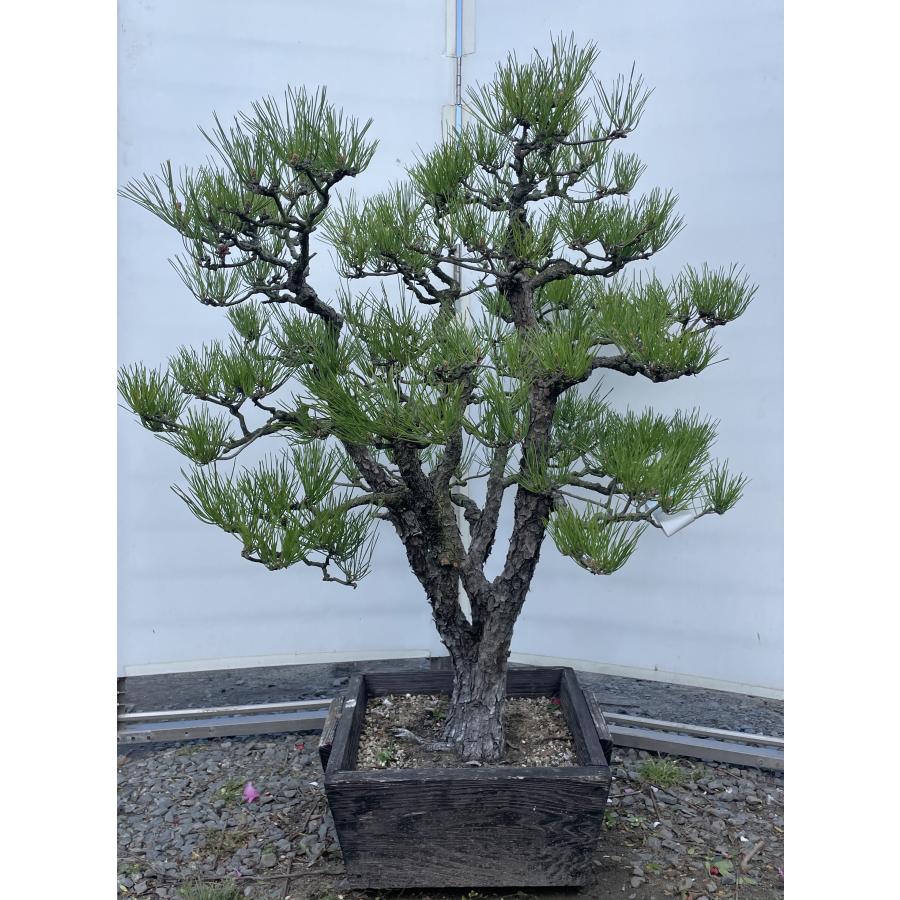 黒松 約1.2m 現品販売 一点物 盆栽仕立て 植木 苗木 大苗 段もの 盆栽