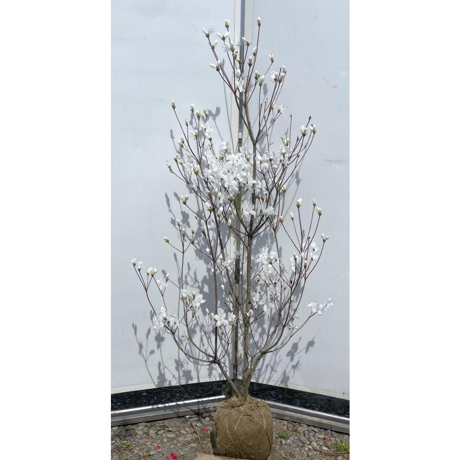 白花ミツバツツジ 株立ち 約1.5m 現品発送 特大植木苗木 白三つ葉