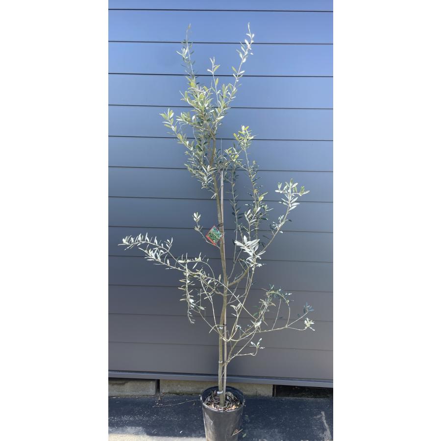 鉢植えオリーブの木 モライオロ 約2.1m 現品発送 特大株 植木苗木大苗
