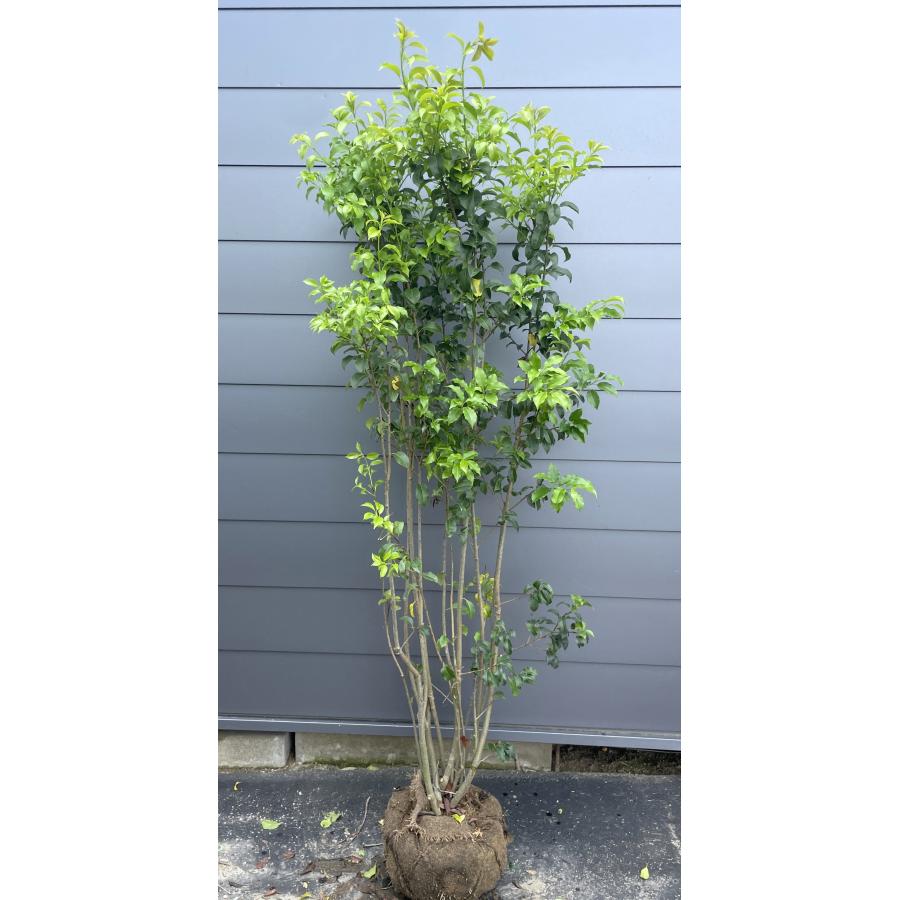 ソヨゴの木 10本株立ち 約2m 現品発送 一点物 豪華株 特大株 植木苗木