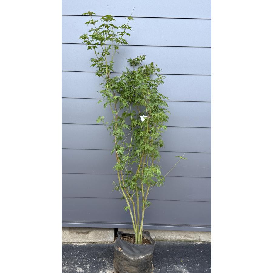 イロハモミジ 5本株立ち 約1.7m 現品発送 特大株 植木苗木大苗