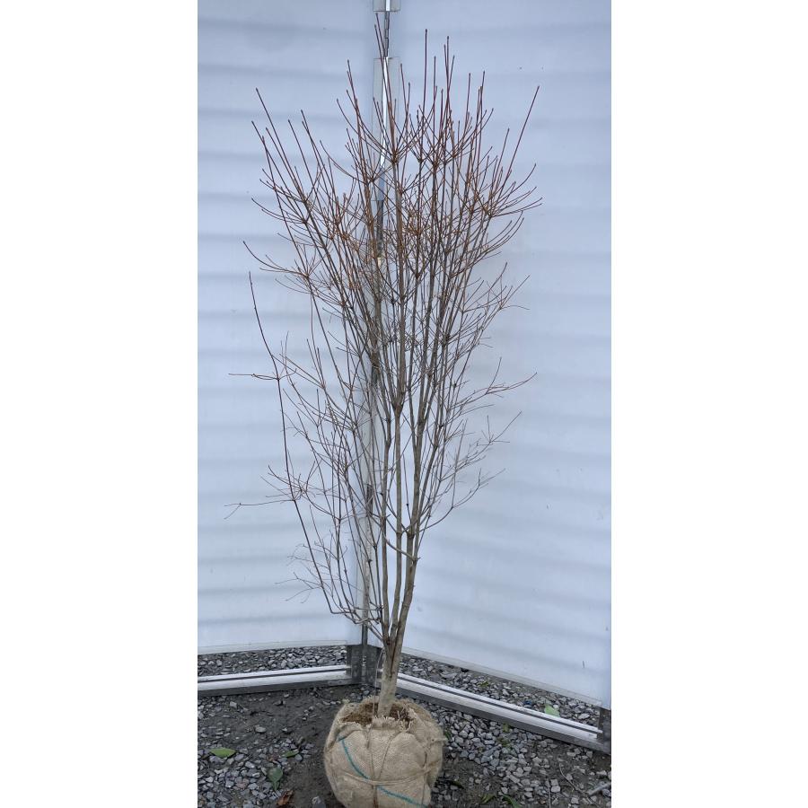 白花 ドウダンツツジ 株立ち 約1.8m 特大株 植木 苗木 大苗 希少な白花