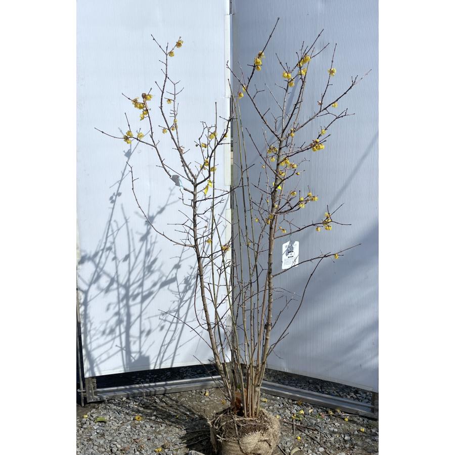 満月ロウバイ 8本株立ち 約1.6m 現品発送 豪華株 超特大株 植木苗木