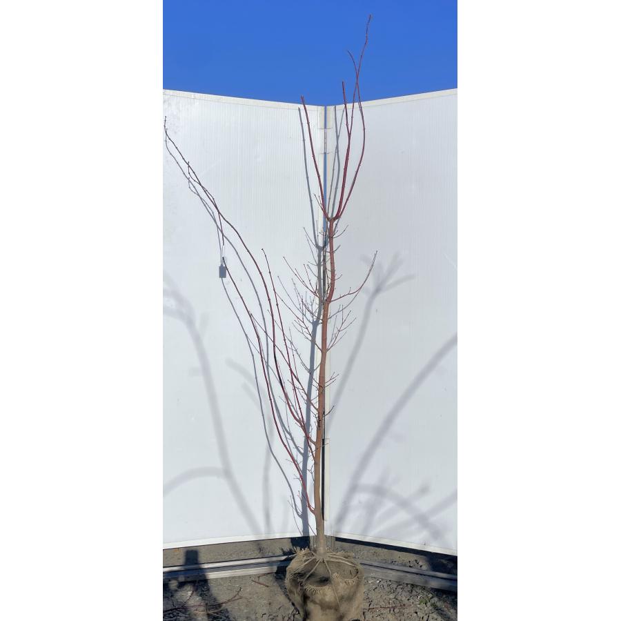 コハウチワカエデ 約2.1m 現品発送 特大株 植木苗木大苗 小羽団扇楓