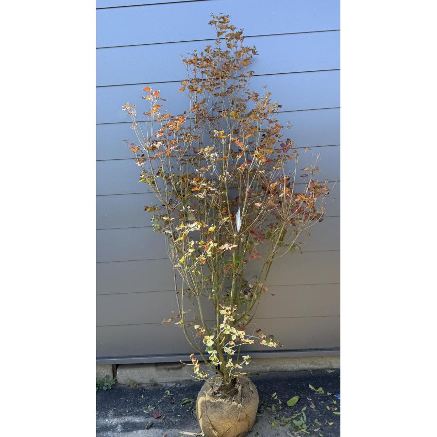 ミツバツツジ 株立ち 約1.9m 現品発送 豪華株 特大株 大苗植木苗木