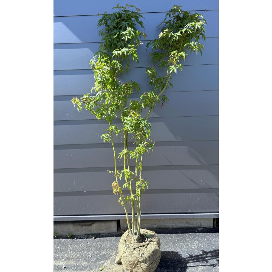 イロハモミジ 5本株立ち 約1.7m 現品発送 特大株 植木苗木大苗