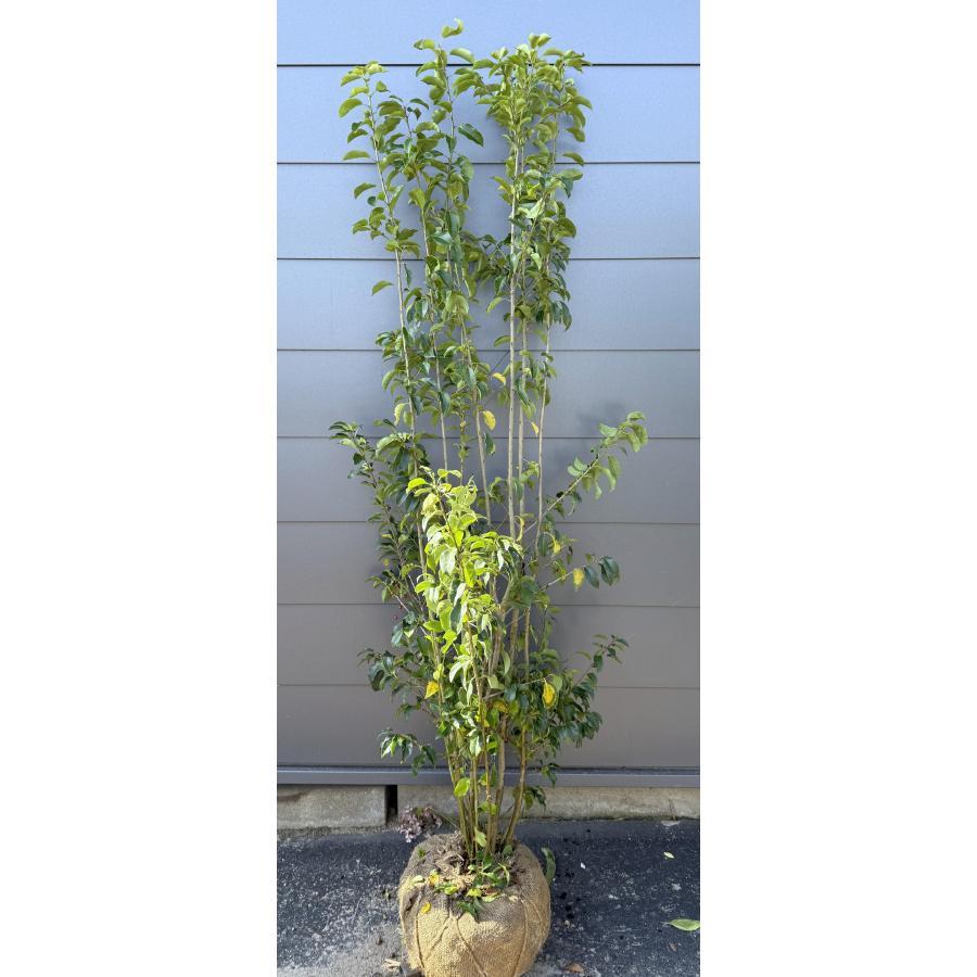 ソヨゴの木 7本株立ち 約1.7m 現品発送 一点物 豪華株 特大株 植木苗木